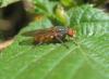 Brachyopa sp.